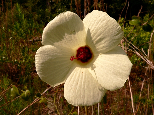 {Hibiscus aculeatus}
